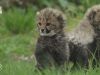 ZIEN: Beekse Bergen deelt schattige beelden van cheetawelpjes die buitenverblijf ontdekken